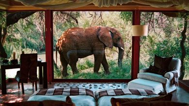 Photo of Top 4 South African Luxury Safari Lodges