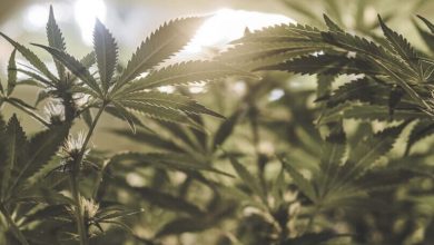 Photo of A short guide to growing and crushing your cannabis