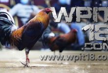 Photo of Registration and Login for Wpit18.com will be available in 2022