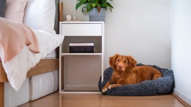 Photo of Best Flooring for Dogs (Top 5)